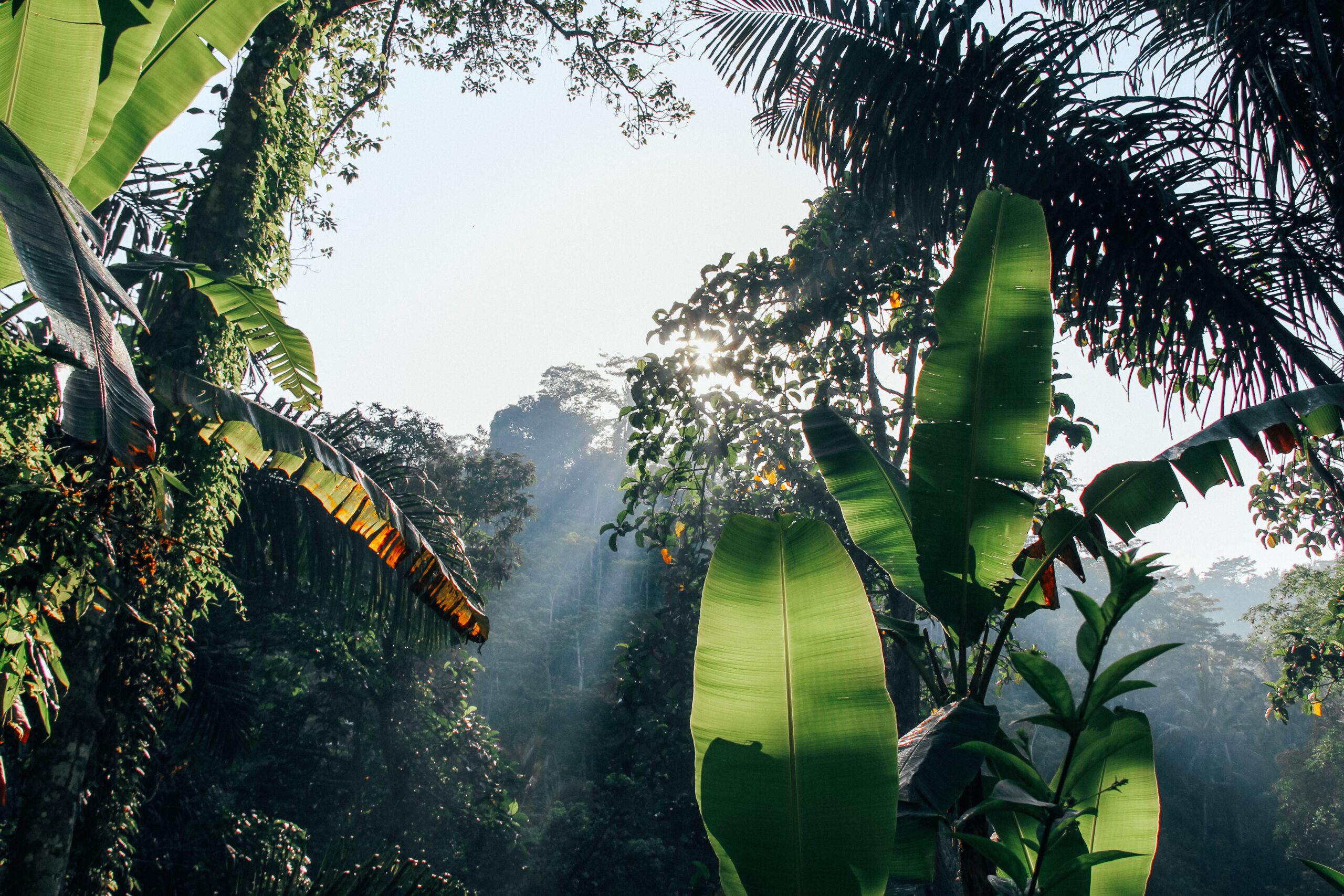 You are currently viewing Ecosystems and human health: The local benefits of forest cover in Indonesia