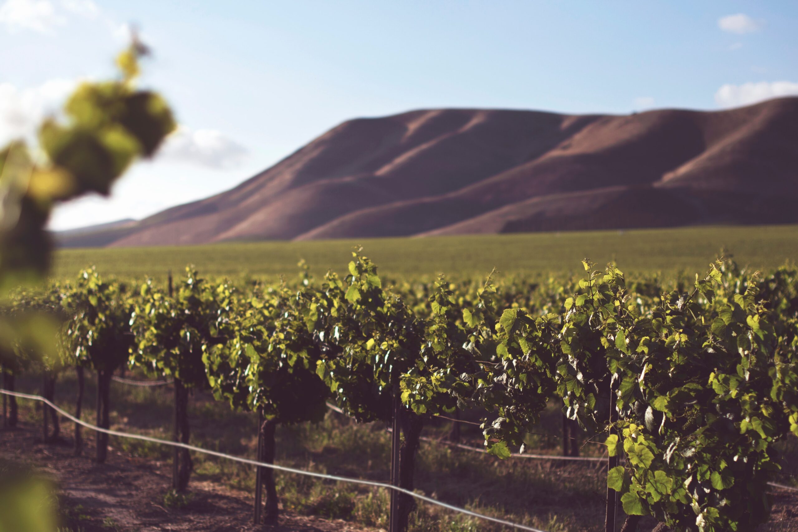 Read more about the article Impacts of ozone and climate change on yields of perennial crops in California