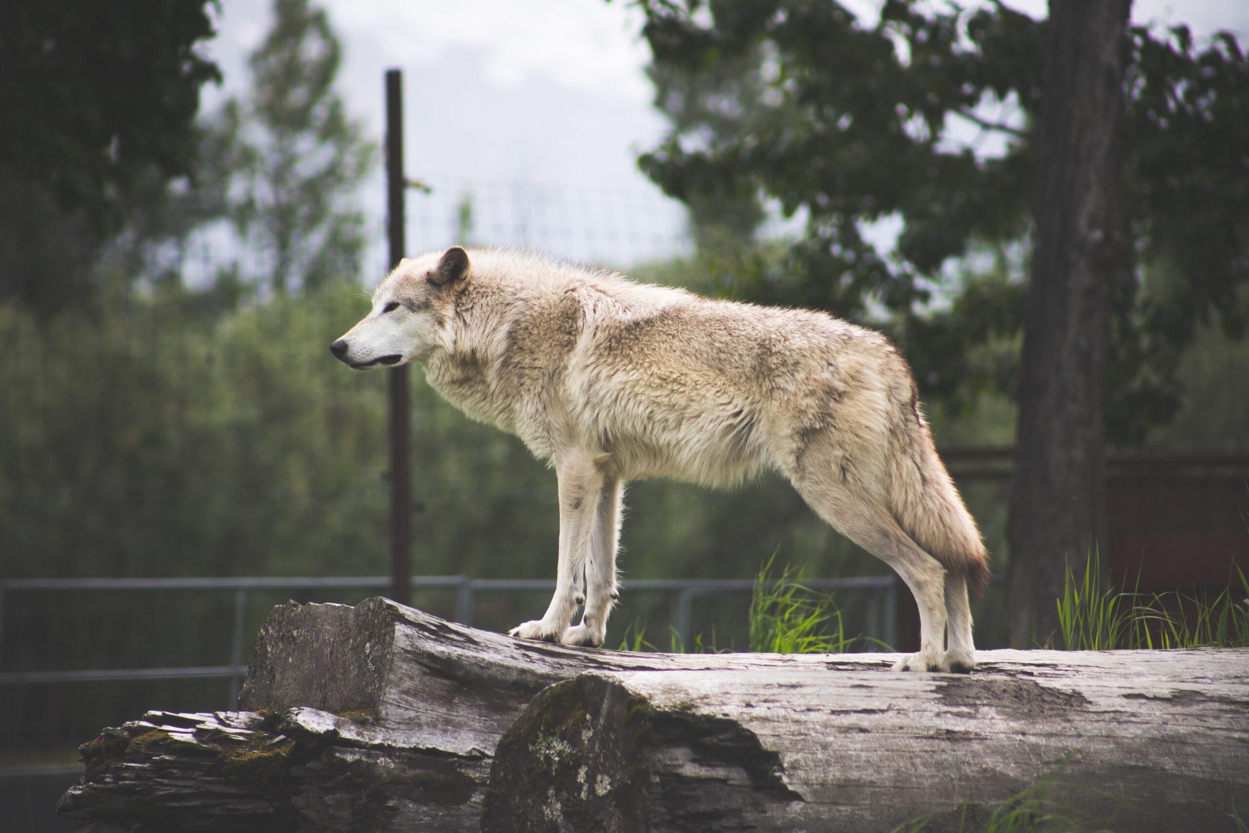 Read more about the article Wolves in Sheep’s Clothing: Assessing the Effect of Gender Norms on the Lethality of Female Suicide Terrorism